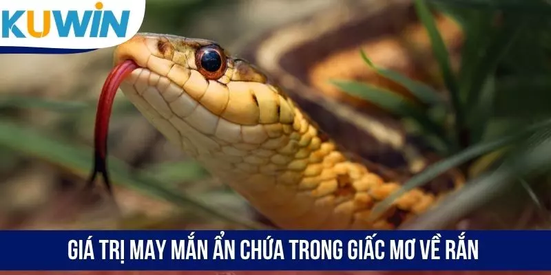 Giá trị may mắn ẩn chứa trong giấc mơ về rắn
