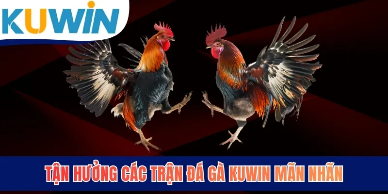 Tận hưởng các trận đá gà KUWIN mãn nhãn