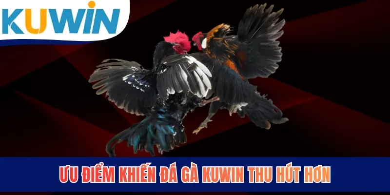 Ưu điểm khiến đá gà KUWIN thu hút hơn